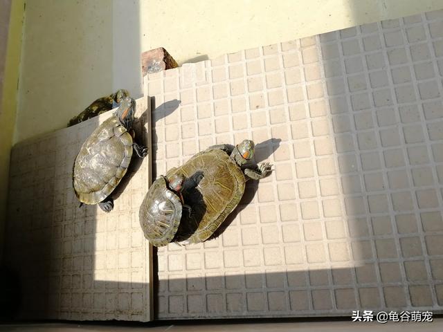 为什么小巴西龟吃得多但是不长个