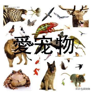 宠物狗狗怎样判断好坏,第3张