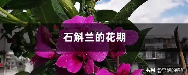 石斛花卉花期是多少? 石斛花卉花期是多少天!