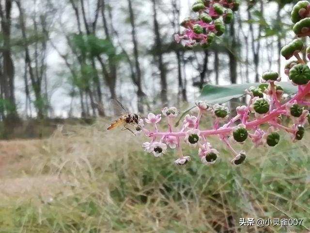 中国土鸡养殖信息网-中国土鸡养殖信息网最新