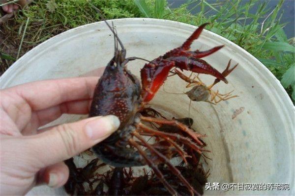 海外生活钓龙虾视频大全，海外生活钓龙虾视频大全下载