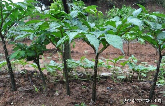 果园可以种植磨芋吗北方,果园可以种植磨芋吗北方