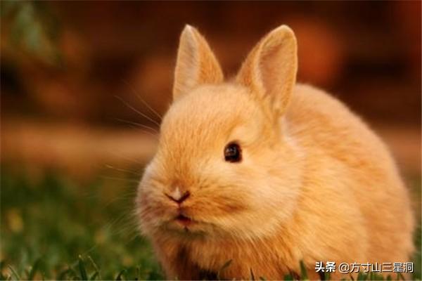 怎样亲近小兔子,第3张
