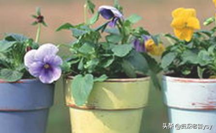 家中花草有虫,怎么办