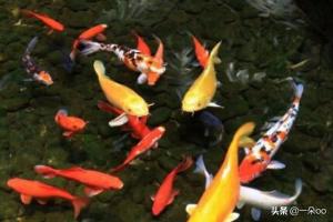 錦鯉魚常見病?錦鯉魚常見病圖片大全!
