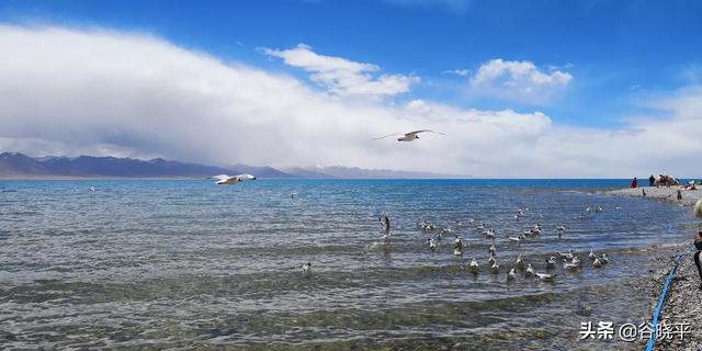 西宁市湟中区纸飞机账号购买服务