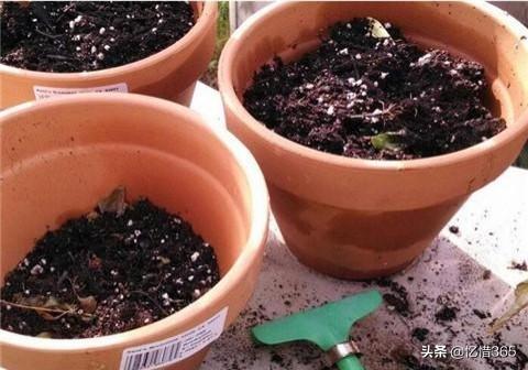 阳台种植怎么换土,阳台种植怎么换土最好