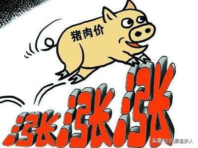 青岛市生猪价格上涨-青岛市生猪价格上涨原因