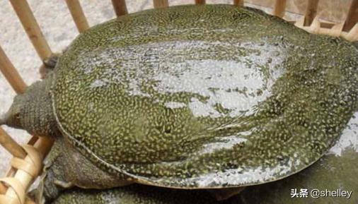 甲鱼最爱吃的10种食物是什么? 家养甲鱼吃什么？