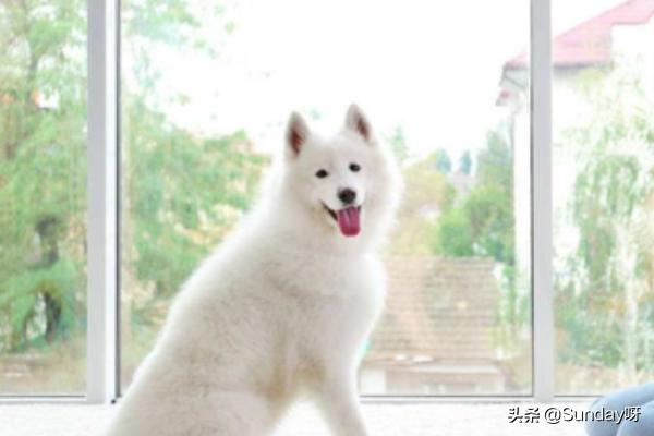 为什么说萨摩耶好养,第6张