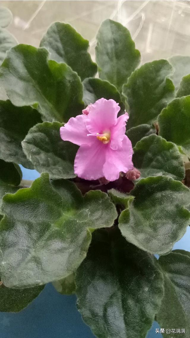 花园阳台阴面种植什么好,花园阳台阴面种植什么好呢