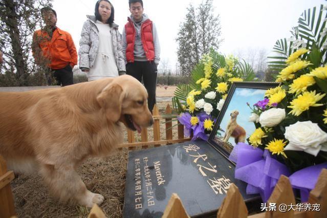 寵物在醫院死了?寵物在醫院死了誰的責任!