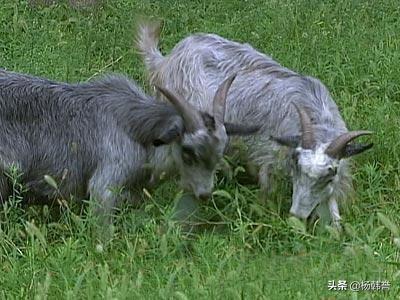 附近农业牧草养殖场地址，附近农业牧草养殖场地址在哪里