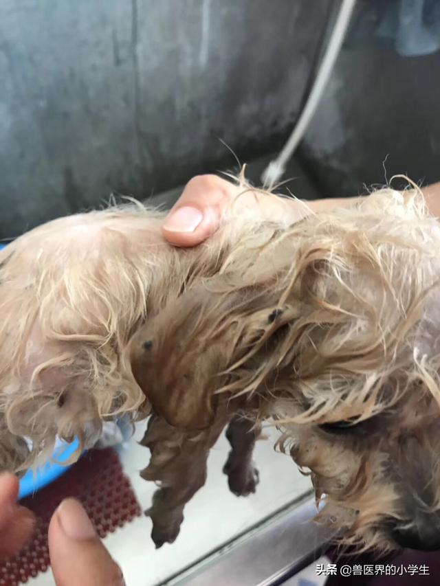 给狗狗经常洗澡好么？会不会引起它掉毛,第3张