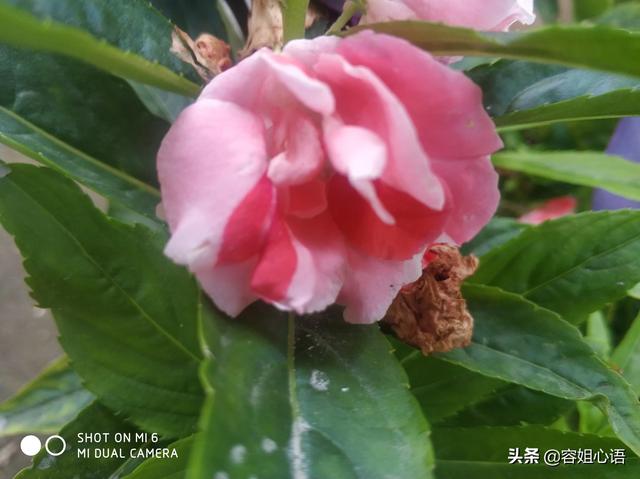 庭院花卉绿植品种? 庭院花卉绿植品种有哪些!