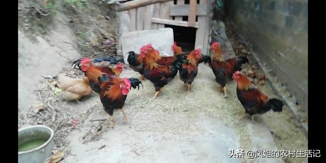 农村投资少的养殖业怎么办呢 在农村做什么项目投资少回报快除了养殖？