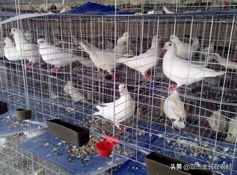 冷门养殖业都有哪些项目可以做 养殖业什么最冷门最有前途？
