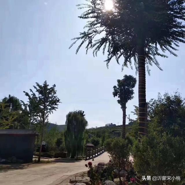 乡村果园精品水果种植图片,乡村果园精品水果种植图片大全