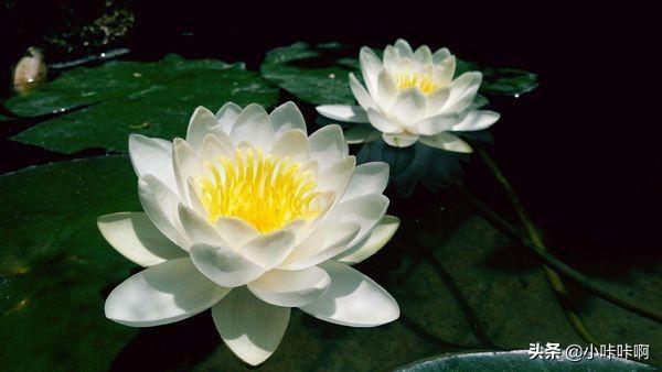 [赞美莲花的诗句]描写莲花的诗句？