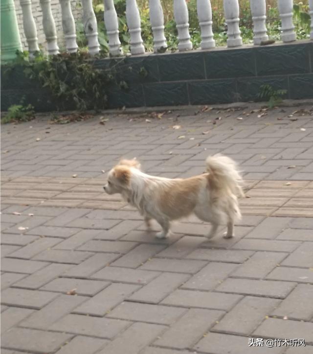 我家有一只狗，会跟猫咪抢猫粮？反常吗？对小狗有什么不好,第2张