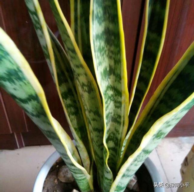 虎皮兰叶子枯萎，请问是怎么回事？可以挽救吗,第37张