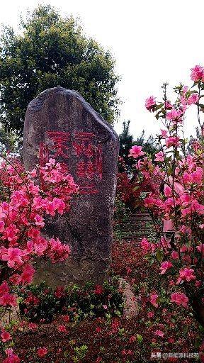 灵芝在果园里怎么种植,灵芝在果园里怎么种植的