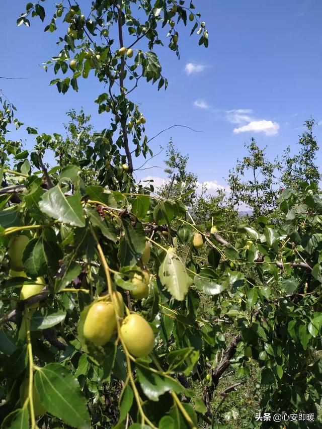 石家庄市哪里的房子好