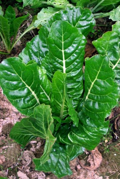 菜合菜家常做法大全窍门