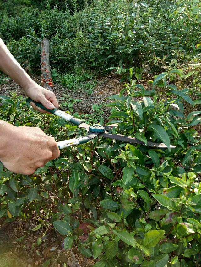 绿色鲜果电商老茶场合作社，绿色果园加盟电话