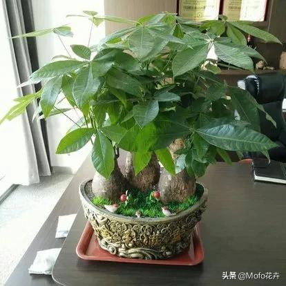 花叶黄了用什么能把它变成绿色