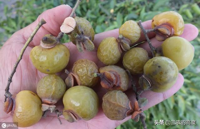 驱虫花草树木 种植时间,驱虫花草树木 种植时间表