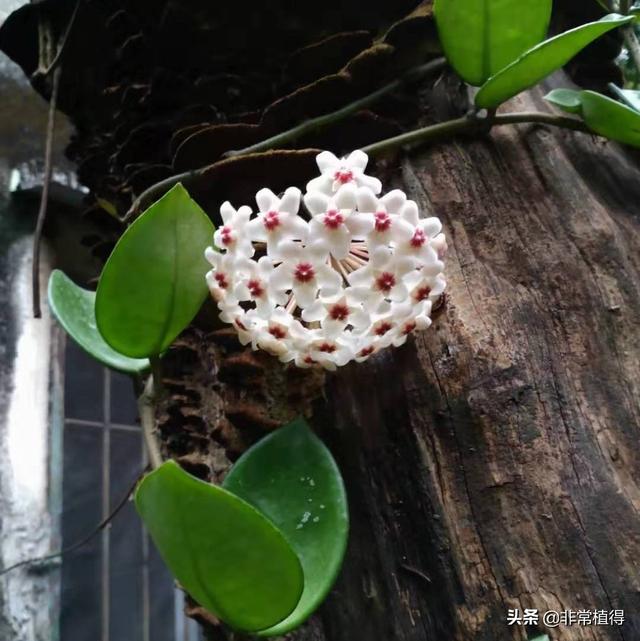 不要太阳的花卉?!