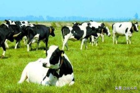 有机奶粉和普通奶粉哪个好（有机奶粉和普通有什么区别）