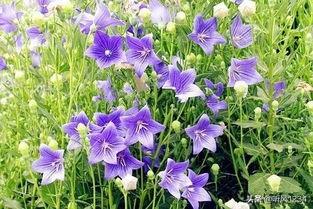 蝴蝶兰什么时候开花 几点钟 （蝴蝶兰什么时候开花 几点钟作文）