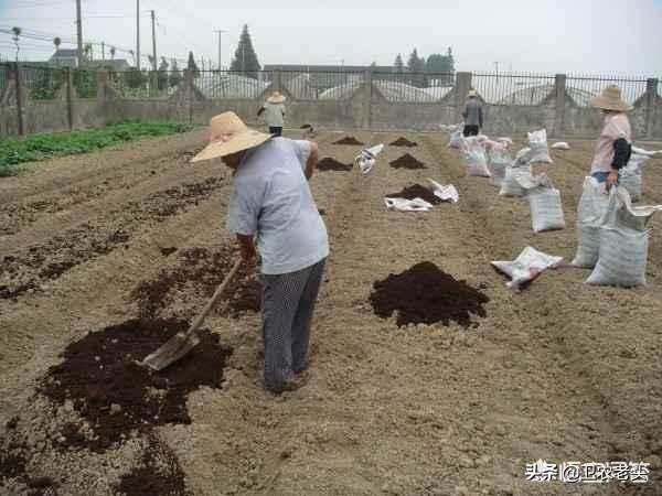 阳台种植西红柿硼肥多少,阳台种植西红柿硼肥多少合适