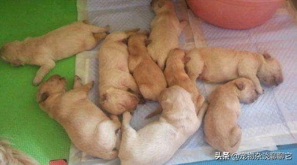 小狗吃什么?小狗吃什么食物最好!