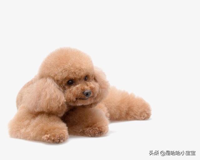 狗子吃粗粮好吗怎么喂(图2)