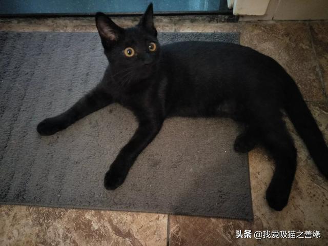 为什么家里不可以养纯黑猫