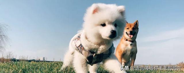 芬蘭獵犬?芬蘭獵犬小時候圖片!