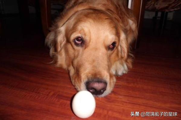 宠物狗狗吃鸡蛋的注意事项
