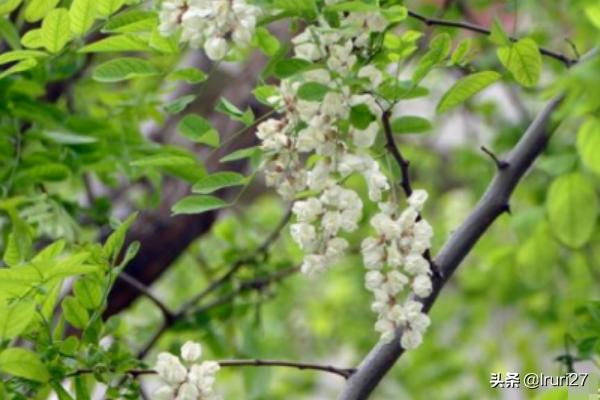香花槐图片（香花槐简介）