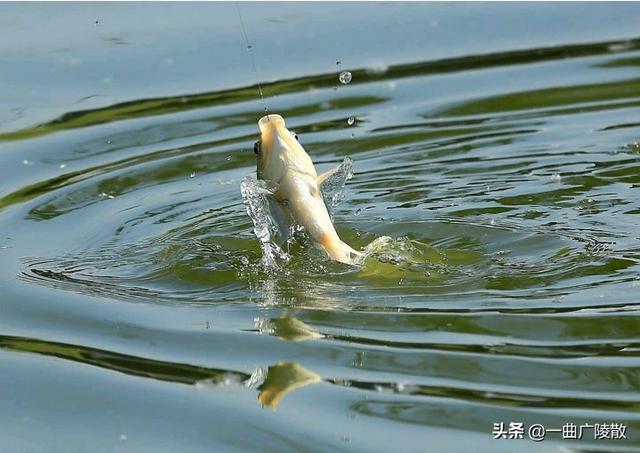 水塘养鱼风险大吗？现在打算去农村包塘养鱼是否可行？有大的风险没？有发展前景不？