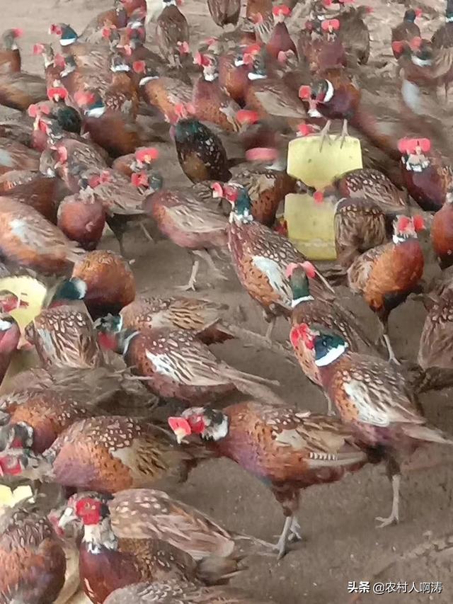 河南合作养殖怎么样