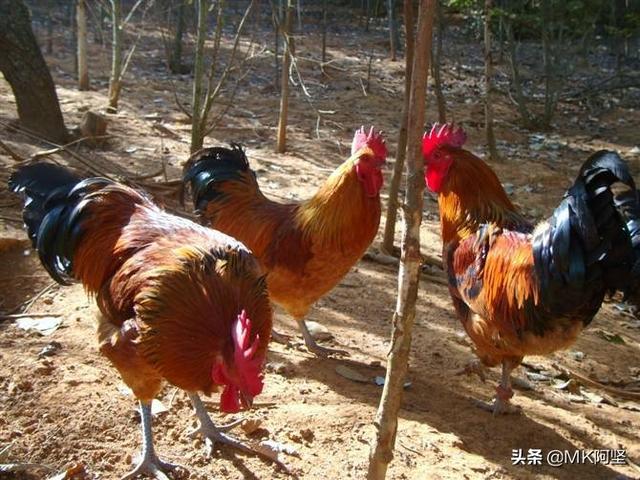 猪价低迷时 如何卖饲料-猪价低迷时 如何卖饲料呢
