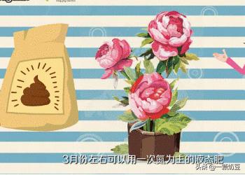 绿植盆景花蔷薇怎么养护和管理(图5)