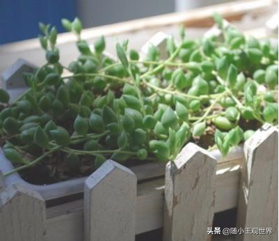 珍珠吊兰图片（珍珠吊兰寓意什么）