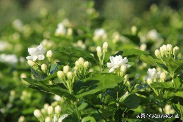 茉莉的花卉?茉莉的花卉特点!