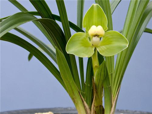 冬季开花植物20种