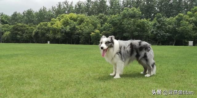 邊境牧羊犬圖片?金邊邊境牧羊犬圖片!