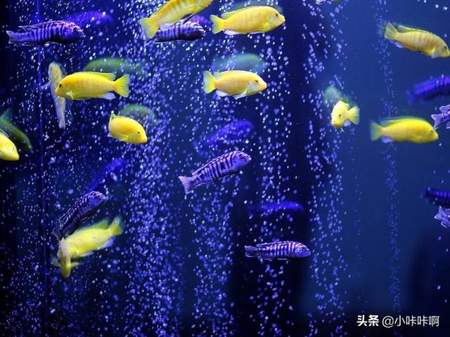 忘川风华录鱼缸里的鱼怎么获得？有关鱼的名言诗句？